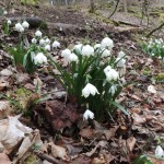 Maerzenbechern1 Maerzenbechern1