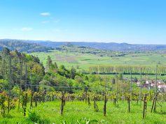 weite Landschaft mit Bäumen und Sträuchern